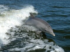 Russia using dolphins to defend Crimea