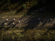 Exercise Cambrian Patrol begins