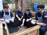 Royal Navy shells out support to return rare turtles