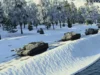 Line of armored tanks driving along a snow-covered riverbank with a forest of frosted trees in the background