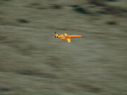 UK awards Europe’s first low-cost drone interceptor deals Small orange propeller airplane in flight over a blurred grassy landscape, viewed from the side.